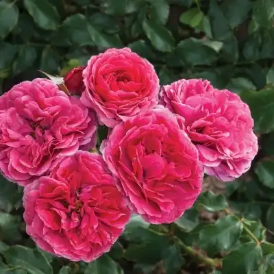 Trandafiri Floribunda - Trandafiri - Sava™ - 
